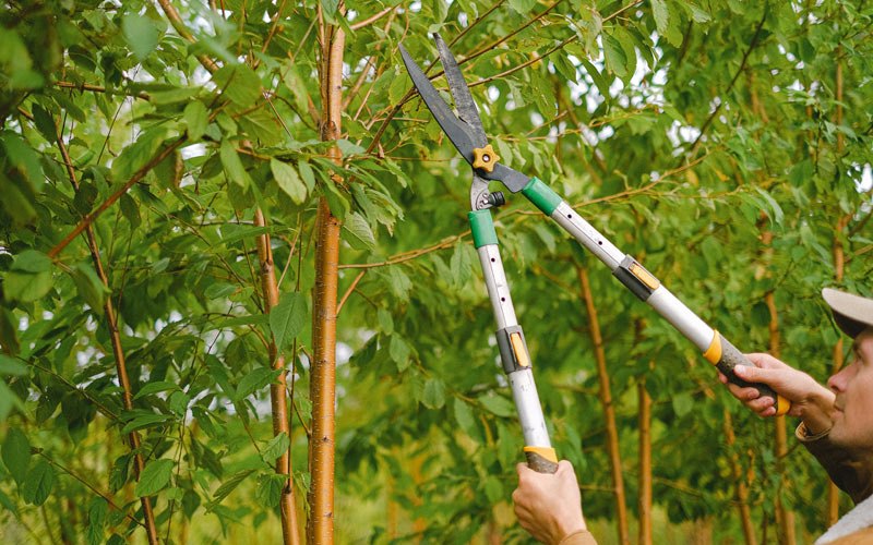 Tree trimming in East Lynn, WV